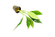 Aquatic plant Aridarum Caulecens Sabertooth by BUCE with elongated leaves and vibrant green foliage, ideal for freshwater aquariums.