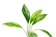 Aquatic plant Aridarum Caulecens Sabertooth by BUCE with broad green leaves, suitable for freshwater aquarium decoration.