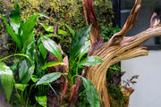 Healthy Aridarum Caulecens Sabertooth aquatic plant from BUCE, featuring broad green leaves with distinctive leaf shape.