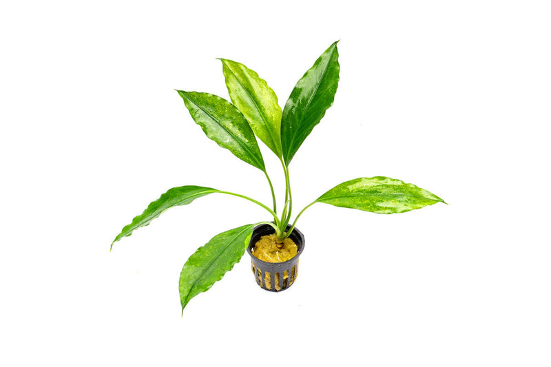 Aquatic plant Aridarum Caulecens Sabertooth by BUCE featuring broad, textured green leaves suitable for freshwater aquariums.