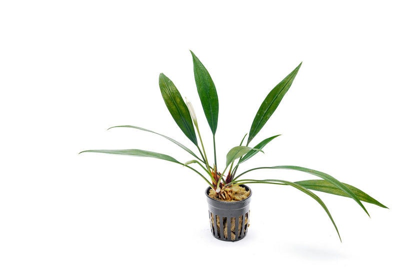 BUCE Aridarum Nakamotoi aquatic plant with broad green leaves, ideal for freshwater aquariums.