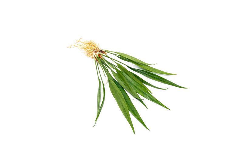 Healthy Aridarum Nakamotoi aquatic plant from BUCE with broad green leaves, ideal for freshwater aquariums.