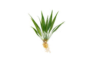Aquatic plant Aridarum Nakamotoi by BUCE with broad green leaves, ideal for freshwater aquariums and aquatic plant enthusiasts.