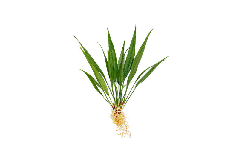 Aquatic plant Aridarum Nakamotoi by BUCE with broad green leaves, ideal for freshwater aquariums and aquatic plant enthusiasts.