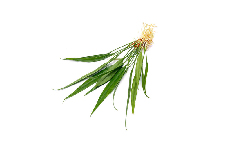 BUCE Aridarum Nakamotoi aquatic plant with broad green leaves, ideal for freshwater aquariums.