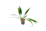 Healthy Aridarum Nakamotoi aquatic plant from BUCE with broad green leaves, ideal for freshwater aquariums.