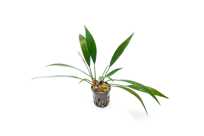Healthy Aridarum Nakamotoi aquatic plant from BUCE with broad green leaves, ideal for freshwater aquariums.
