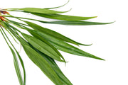 Aquatic plant Aridarum Nakamotoi by BUCE, featuring lush green leaves suitable for freshwater aquariums.