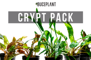 Assorted Cryptocoryne aquatic plant pack by ACW, featuring various lush green crypts for freshwater aquariums.