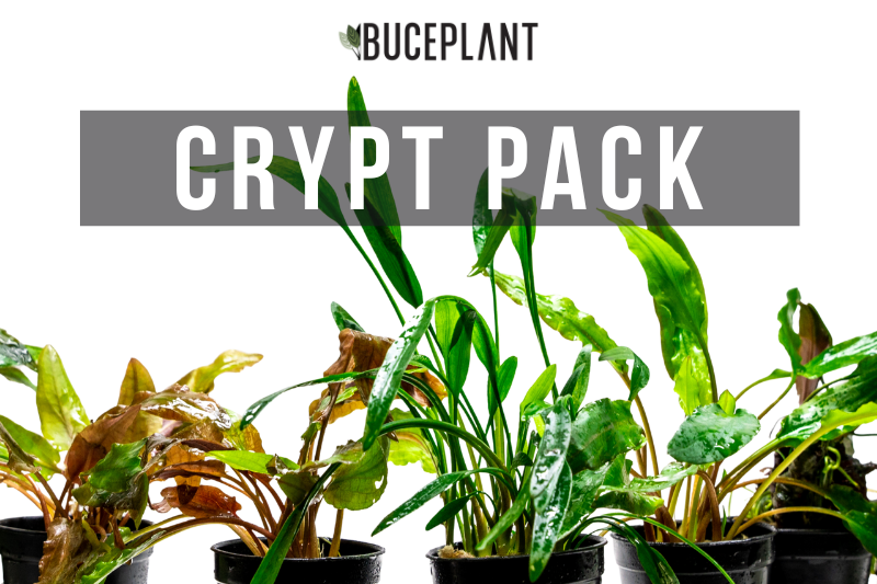 Assorted Cryptocoryne aquatic plant pack by ACW, featuring various lush green crypts for freshwater aquariums.