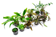 Assorted Cryptocoryne aquatic plant pack from ACW showing various green and brown submerged aquarium plants.