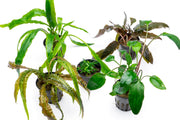 Assorted Cryptocoryne aquatic plants from ACW, showcasing various green and brown leaf varieties in a plant pack.