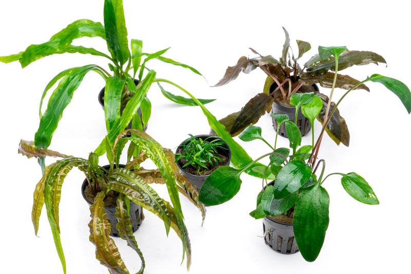Assorted Cryptocoryne aquatic plants from ACW, showcasing various green and brown leaf varieties in a plant pack.