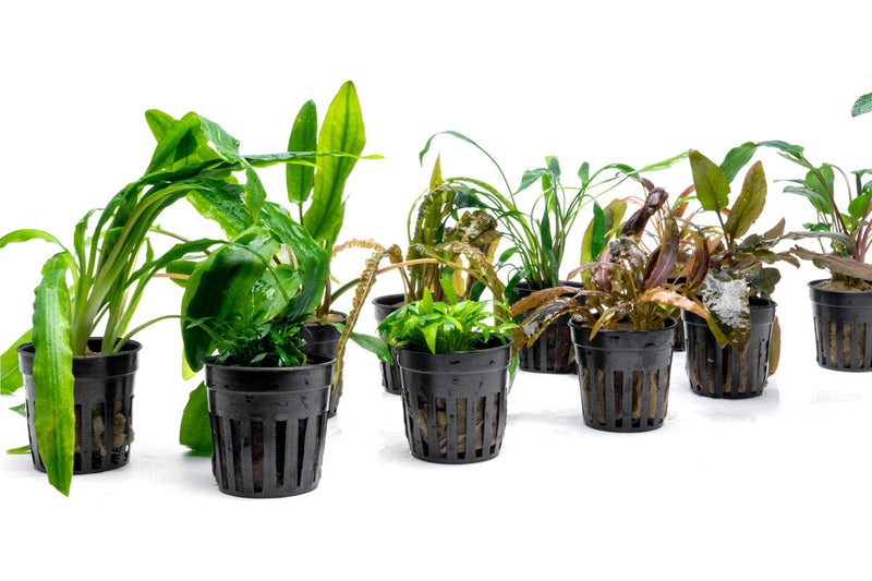 Assorted Cryptocoryne aquatic plants from ACW, featuring various green and brown leafy aquatic plants for freshwater aquariums.