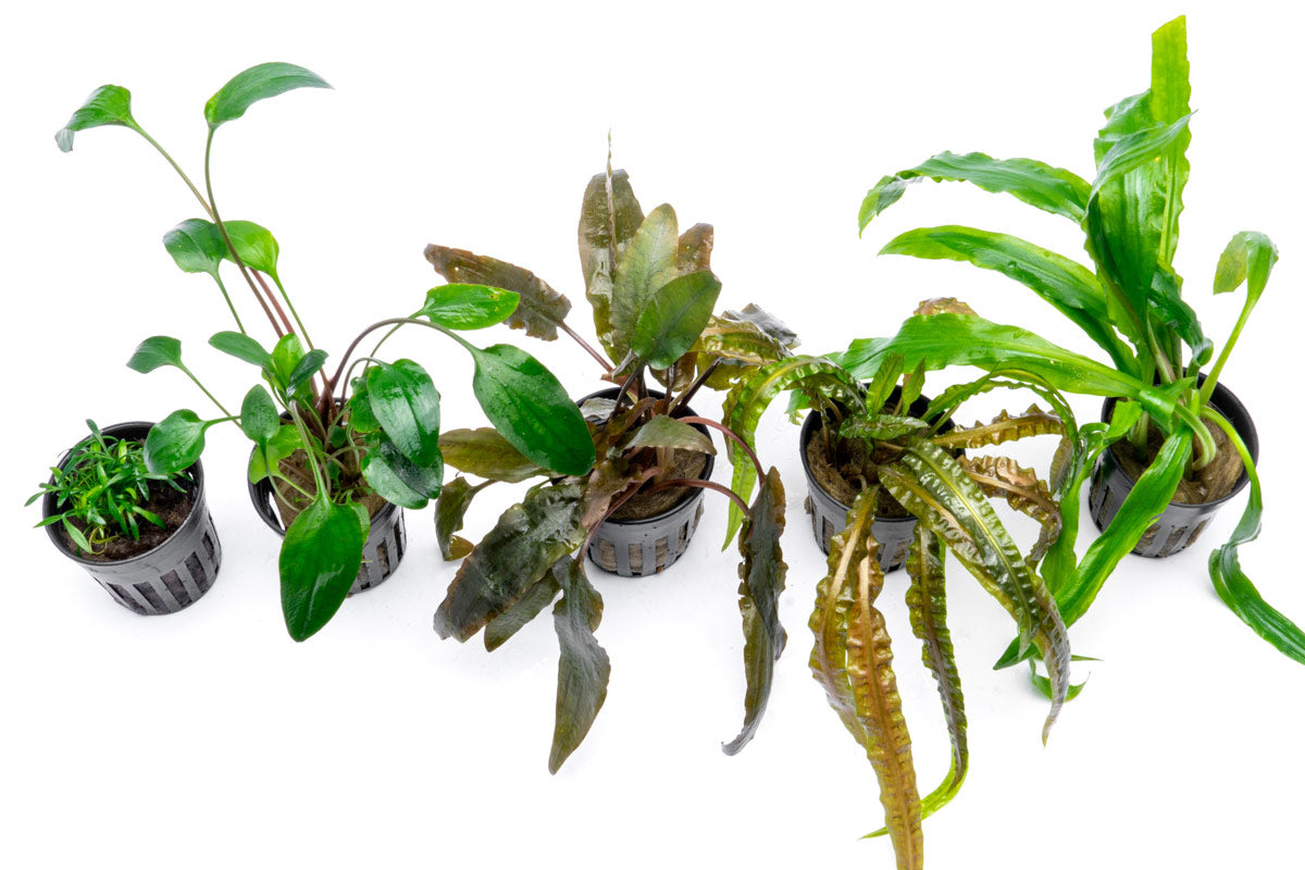 Assorted Cryptocoryne Plant Pack - Buce Plant