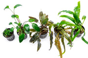 Assorted Cryptocoryne aquatic plants in various sizes and shades, ideal for freshwater aquarium decoration, by ACW.