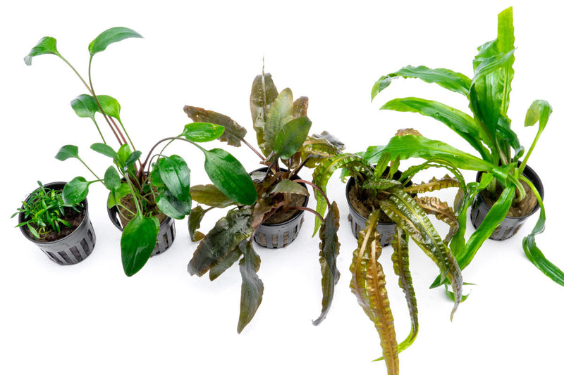 Assorted Cryptocoryne aquatic plants in various sizes and shades, ideal for freshwater aquarium decoration, by ACW.