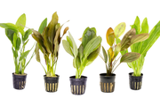 Assorted Echinodorus aquatic plants in a CPA plant pack, showcasing various green leafy aquatic plants for freshwater aquariums.