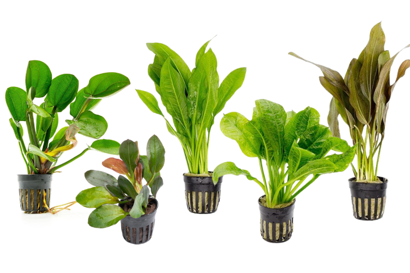 Assorted CPA Echinodorus aquatic plant pack with various lush green aquatic plants on a white background.