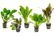 Assorted Echinodorus Plant Pack