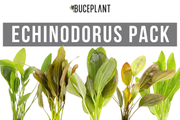 Assorted Echinodorus aquatic plants in a CPA plant pack, featuring lush green leaves suitable for freshwater aquariums.
