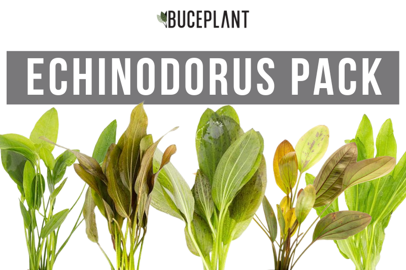 Assorted Echinodorus aquatic plants in a CPA plant pack, featuring lush green leaves suitable for freshwater aquariums.