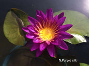 Assorted hardy water lilies in a pack, aquatic plants by ACW, showing vibrant lily flowers and green floating leaves.