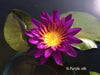 Assorted Hardy Water Lily Pack