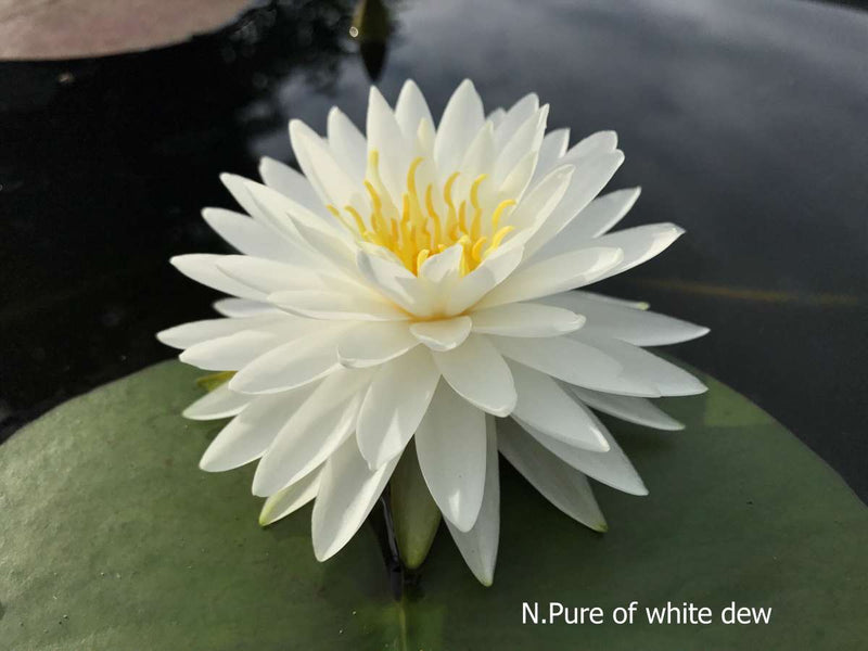 Assorted hardy water lilies in a pack from ACW, showcasing vibrant aquatic plants with green leaves and colorful blooms.