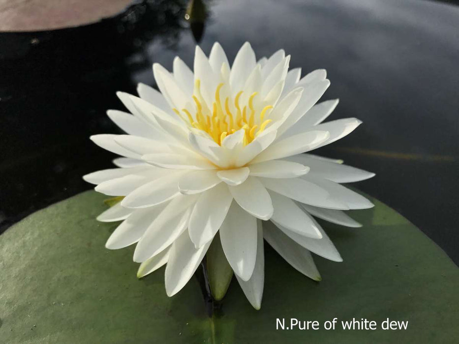 Assorted Hardy Water Lily Pack