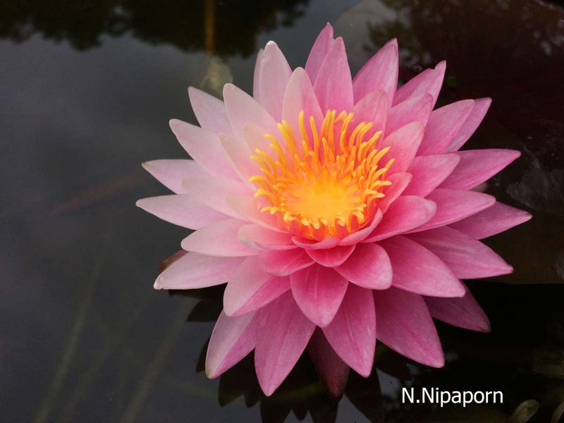 Assorted hardy water lily pack by ACW featuring vibrant aquatic plants with broad leaves and colorful blooms.