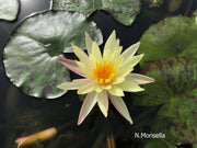 Assorted hardy water lily pack by ACW, featuring vibrant aquatic water lilies with broad green leaves and colorful blooms.