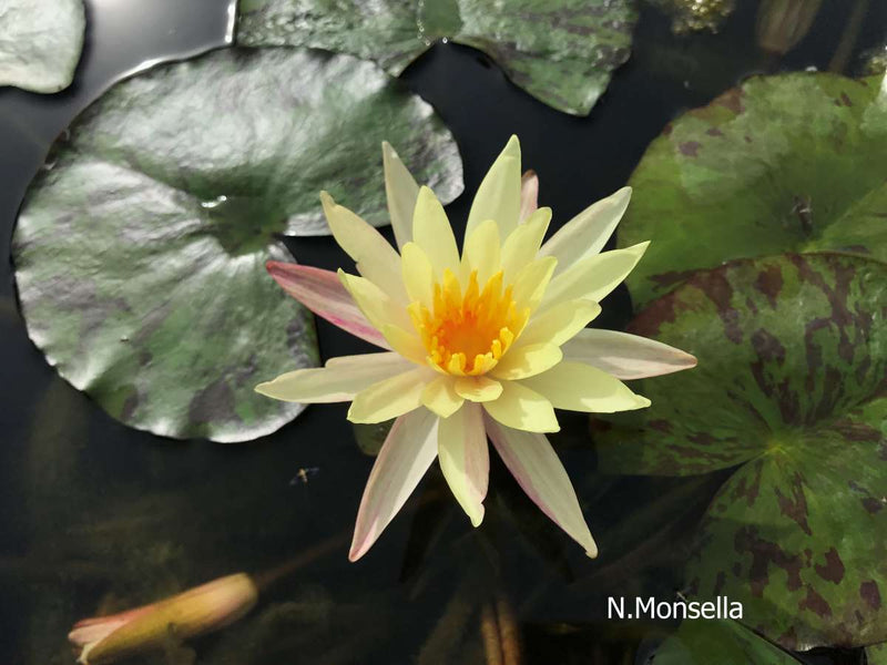 Assorted hardy water lily pack by ACW, featuring vibrant aquatic water lilies with broad green leaves and colorful blooms.