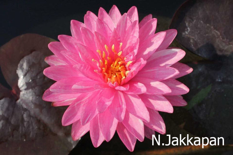 Assorted hardy water lily pack from ACW featuring vibrant aquatic plants with broad floating leaves and colorful blooms.
