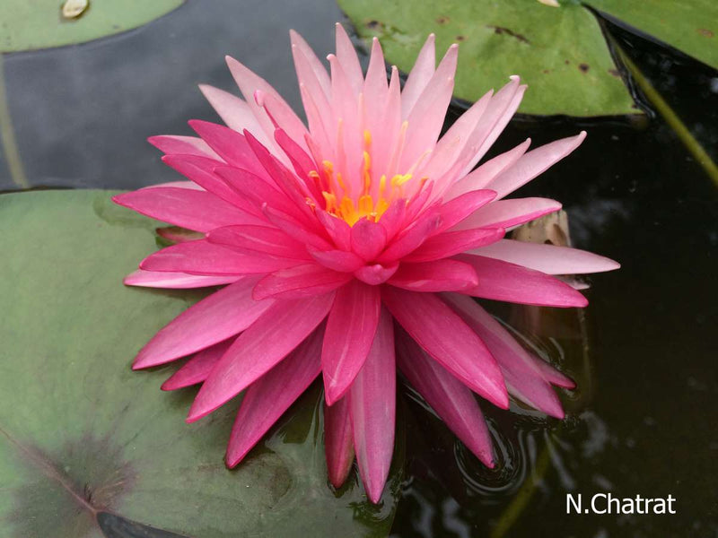 Assorted hardy water lilies from ACW, showcasing vibrant aquatic plants with broad green leaves and colorful blooms.