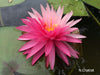 Assorted Hardy Water Lily Pack