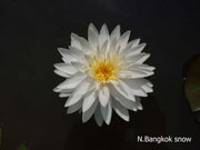 Assorted hardy water lilies from ACW, showing vibrant aquatic plant leaves and flowers in a pond setting.