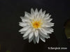 Assorted Hardy Water Lily Pack