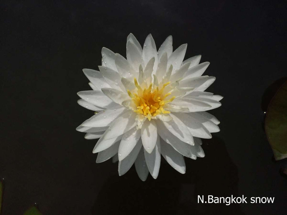 Assorted Hardy Water Lily Pack