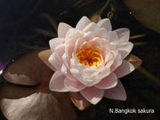 Assorted hardy water lily pack by ACW featuring vibrant aquatic plants with broad leaves and colorful blooms in a pond setting.