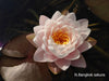 Assorted Hardy Water Lily Pack