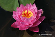 Assorted hardy water lilies from ACW, vibrant aquatic plants in a pack, featuring various colorful lily blooms and green leaves.