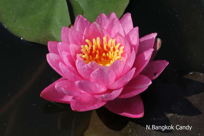 Assorted hardy water lilies from ACW, vibrant aquatic plants in a pack, featuring various colorful lily blooms and green leaves.