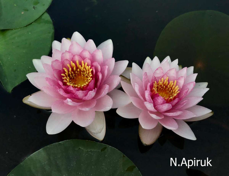 Assorted hardy water lilies in a pack, aquatic plants from ACW with vibrant, floating lily flowers and broad green leaves.