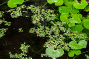 Healthy Azolla Caroliniana aquatic plant from IS, showing vibrant green, fern-like leaves floating on water surface.