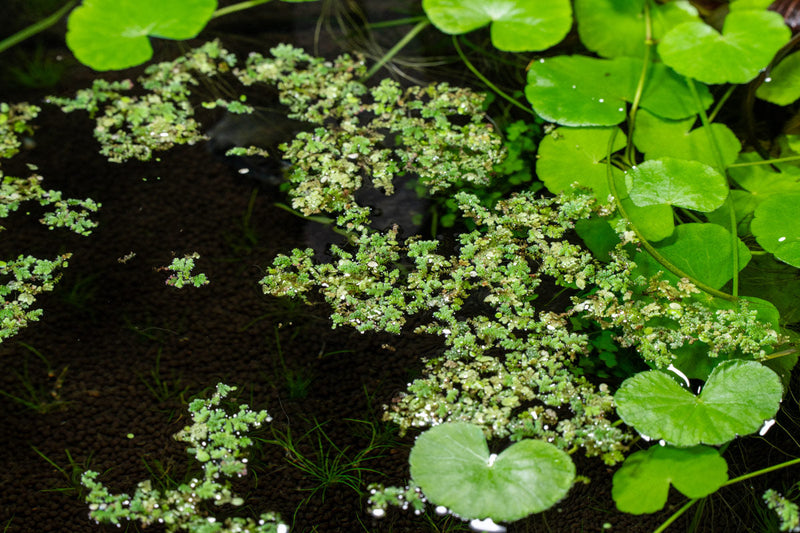 Healthy Azolla Caroliniana aquatic plant from IS, showing vibrant green, fern-like leaves floating on water surface.