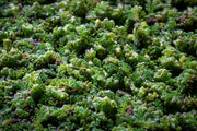 Healthy Azolla Caroliniana aquatic plant from IS, showing vibrant green foliage floating on water surface, ideal for pond or aquarium.
