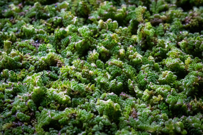 Healthy Azolla Caroliniana aquatic plant from IS, showing vibrant green foliage floating on water surface, ideal for pond or aquarium.