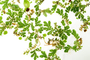 Healthy Azolla Caroliniana aquatic plant from IS, showing vibrant green foliage floating on water surface.