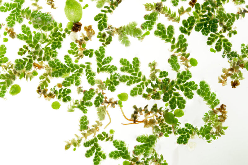 Healthy Azolla Caroliniana aquatic plant from IS, showing vibrant green foliage floating on water surface.